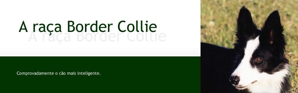 A raça Border Collie